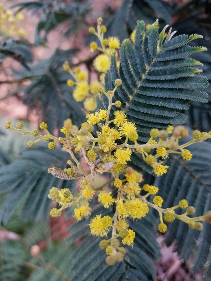 Acacia decurrens flower