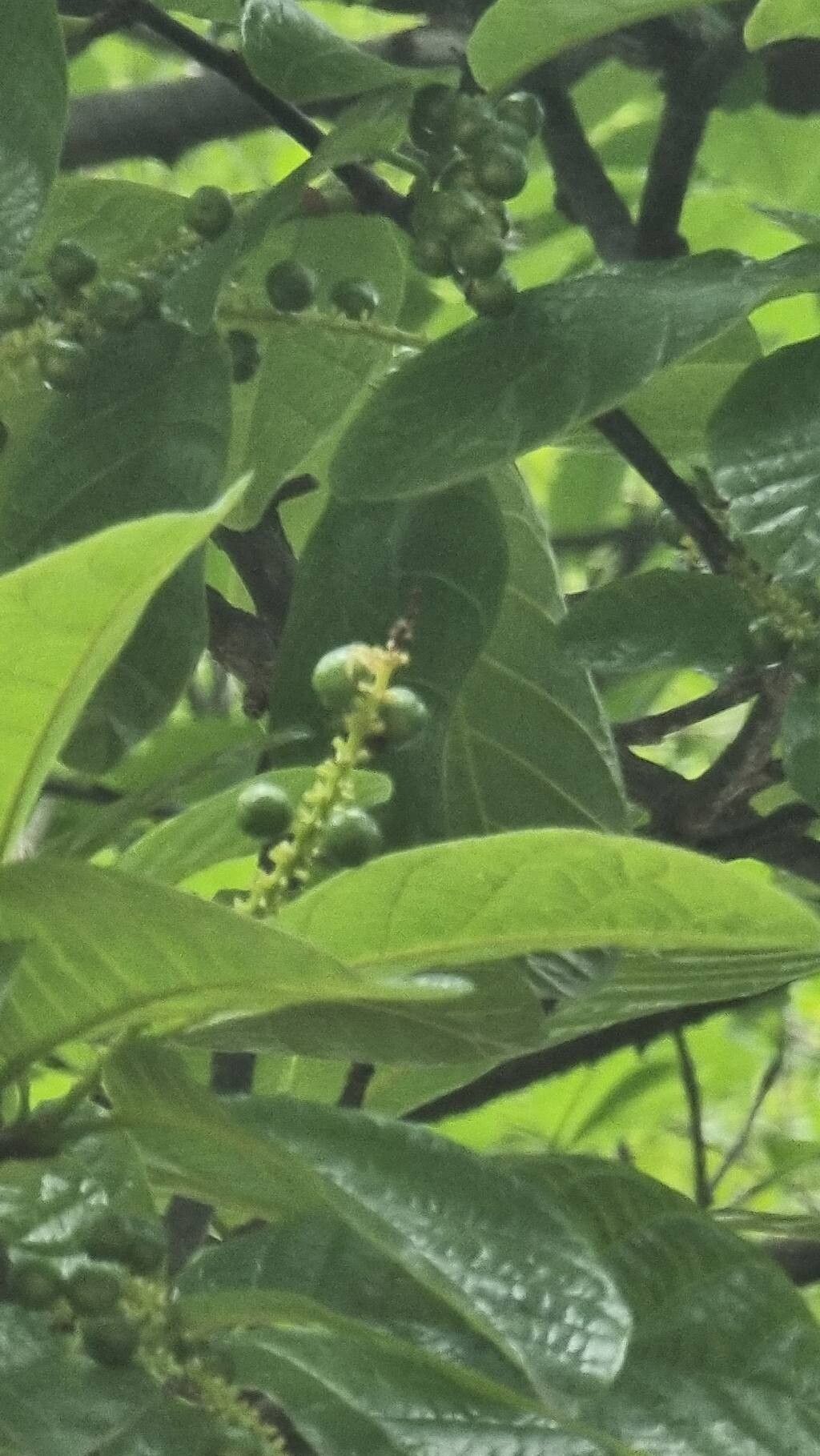 Coccoloba lucidula fruit