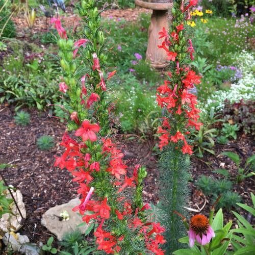 Ipomopsis rubra flower