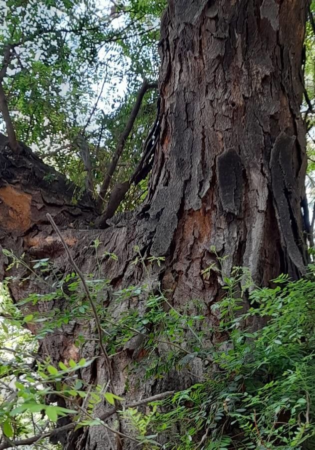 Gleditsia amorphoides bark