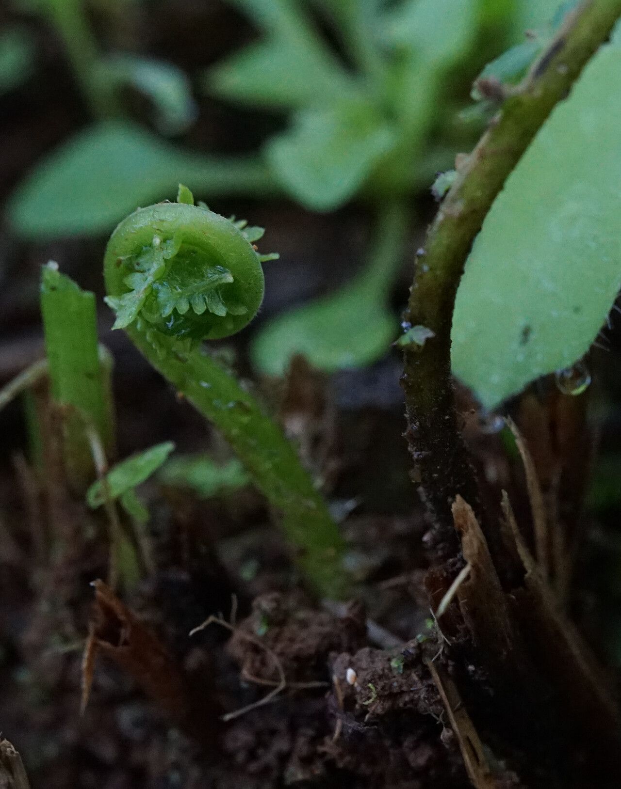 Thelypteris resinifera leaf