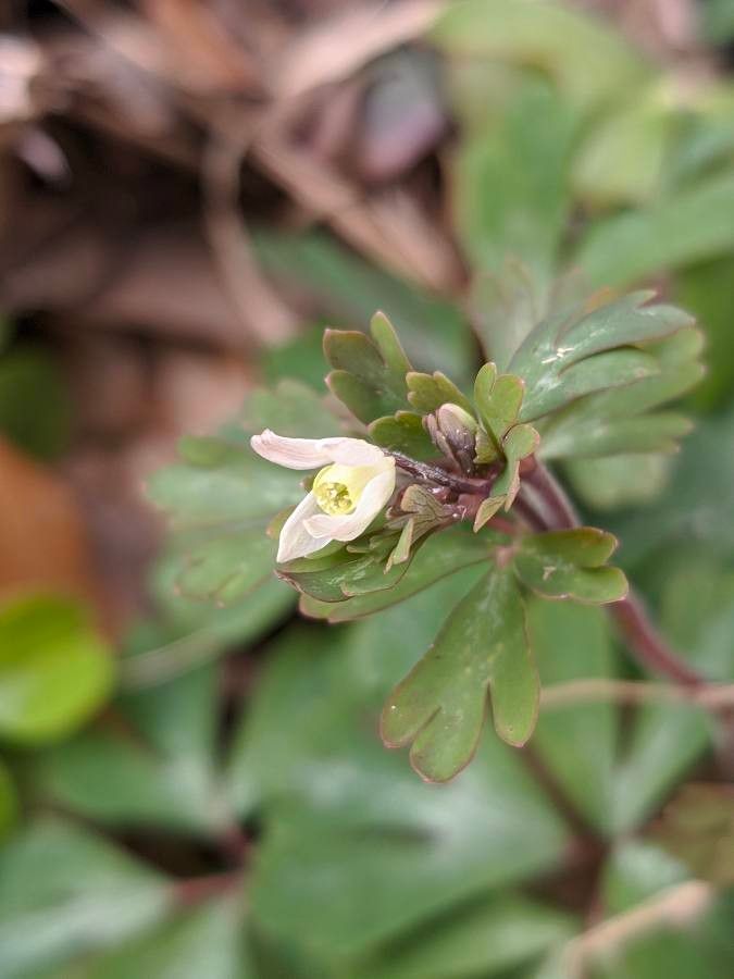 Semiaquilegia adoxoides flower