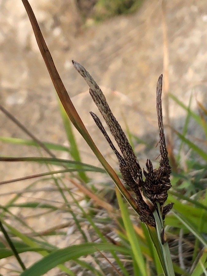 Carex acutiformis fruit