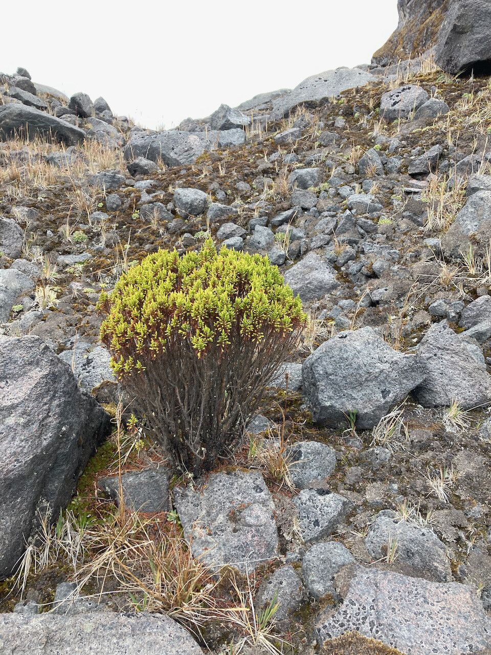 Hypericum laricifolium habit