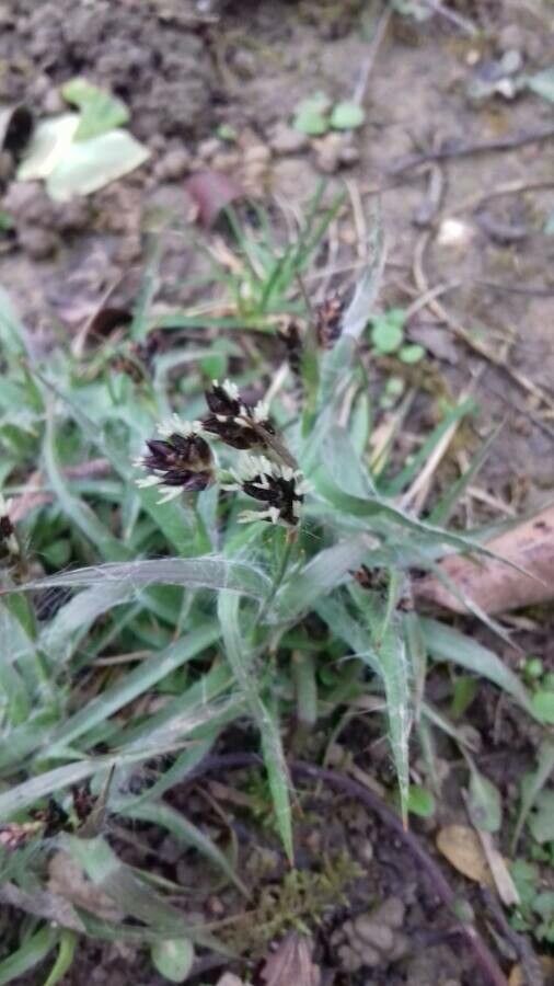 Luzula campestris fruit