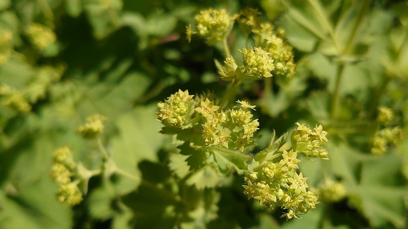 Artemisia stelleriana flower