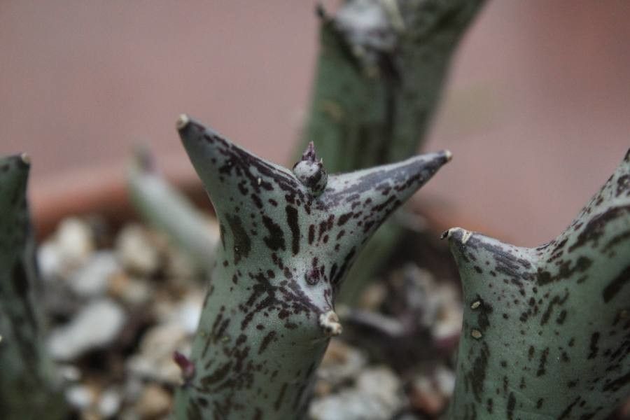 Orbea schweinfurthii bark