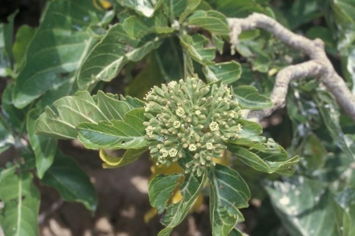 Ceodes grandis flower