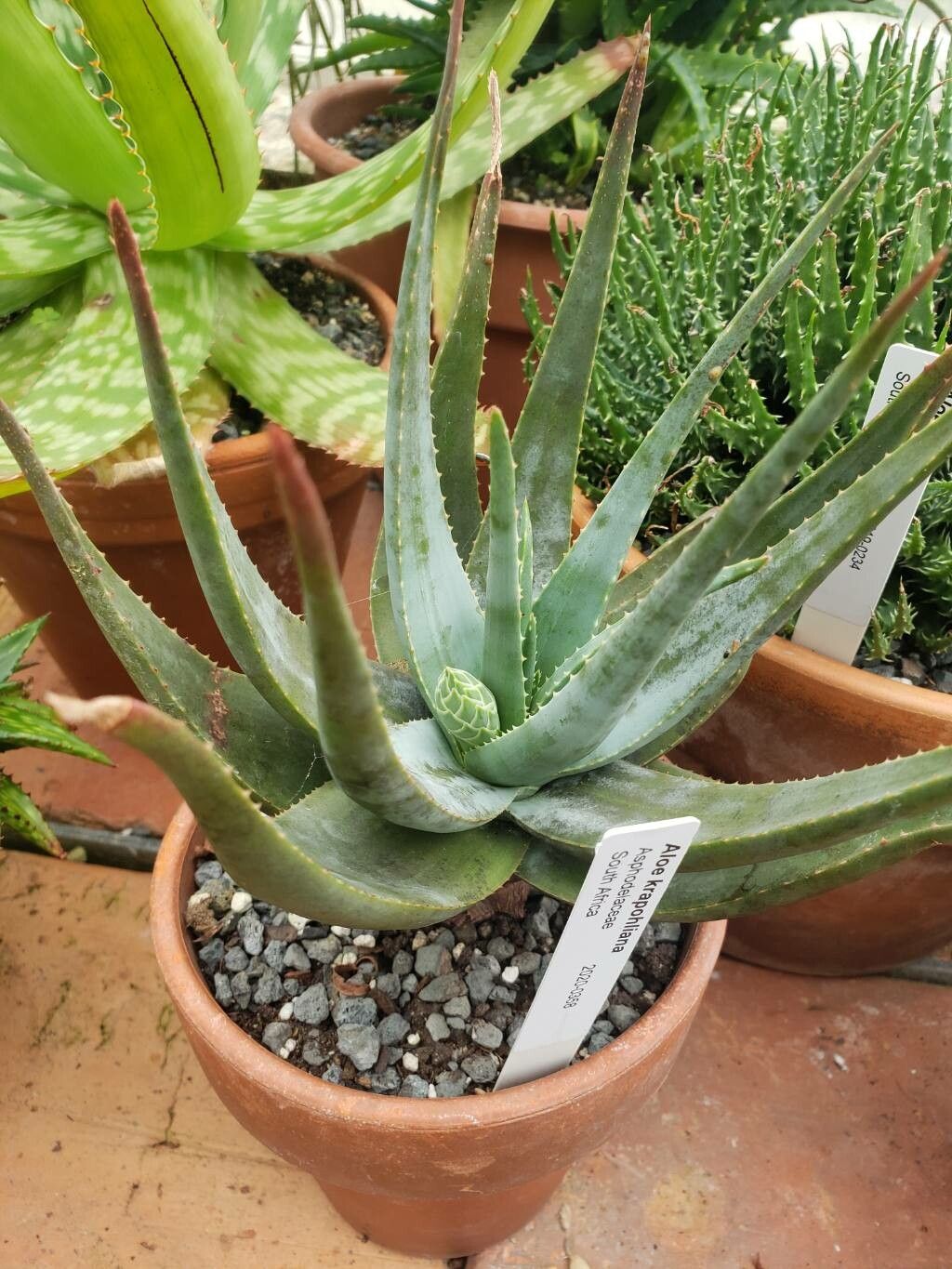 Aloe krapohliana habit