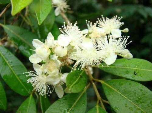 Eugenia pyriformis flower