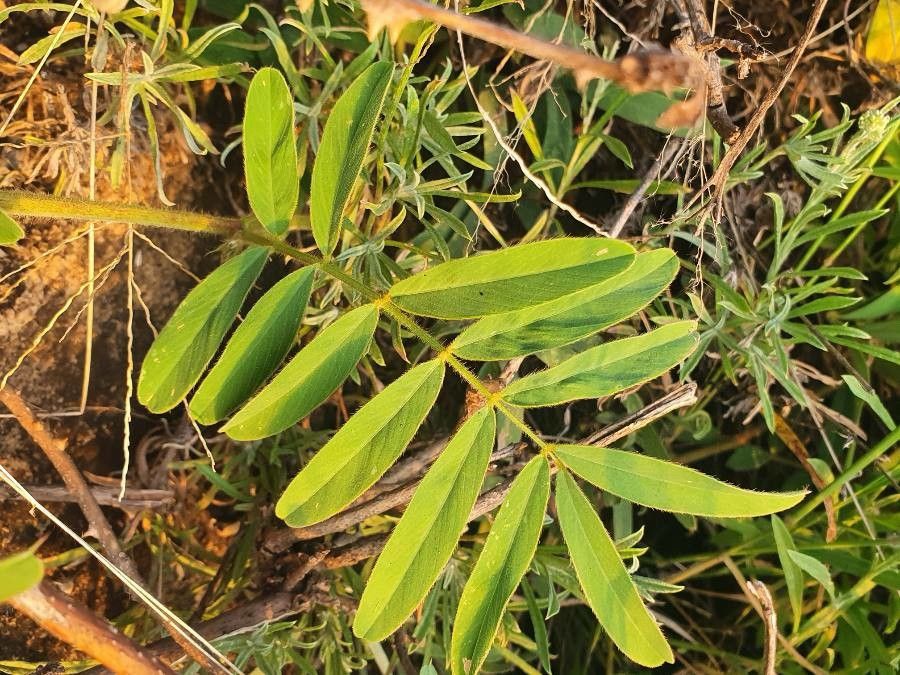 Tephrosia reptans leaf