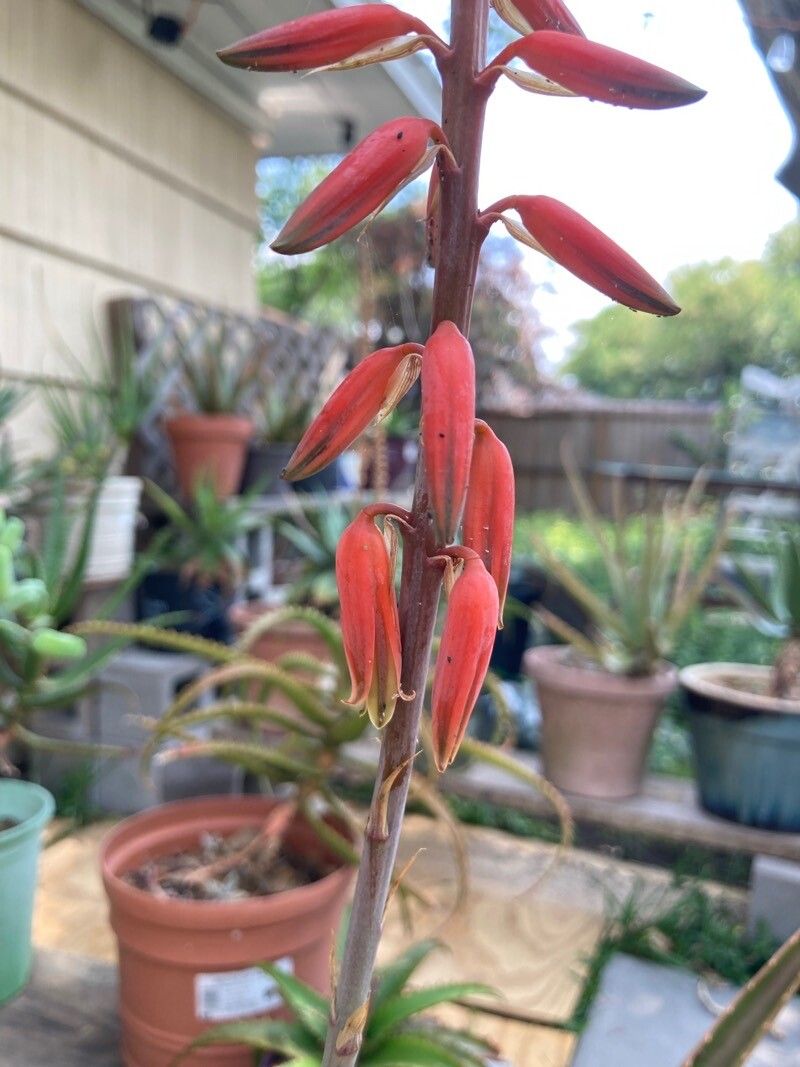 Aloe pseudorubroviolacea flower