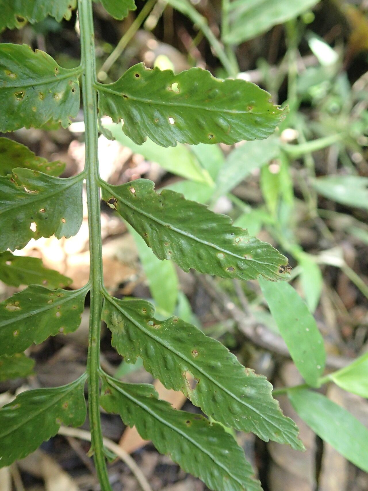 Asplenium anisophyllum leaf