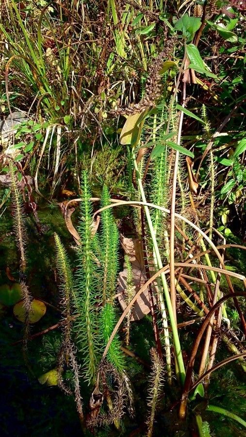 Hippuris vulgaris — search result for 'and Greenland'
