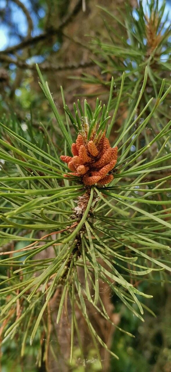 Pinus contorta flower