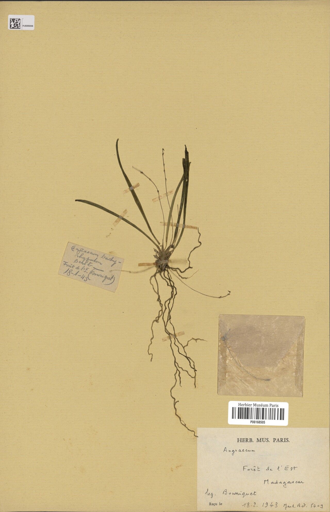 Angraecum brachyrhopalon — houseplant care guide