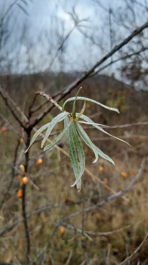 Hippophae rhamnoides leaf