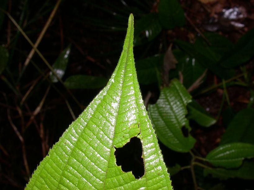 Clidemia japurensis leaf