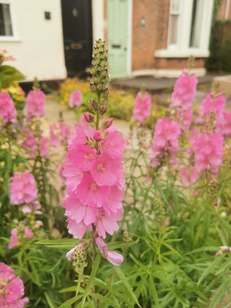 Sidalcea cusickii flower