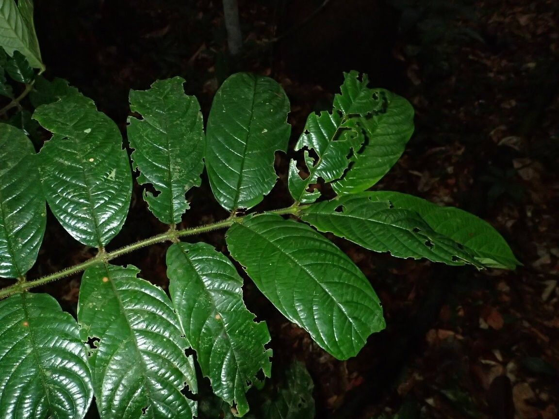 Pauridiantha setiflora — houseplant care guide