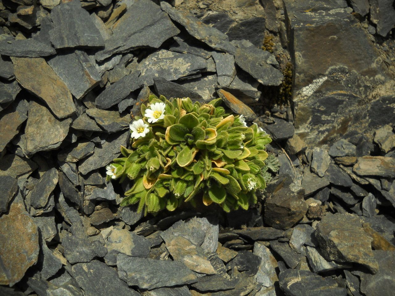 Cerastium mucronatum habit