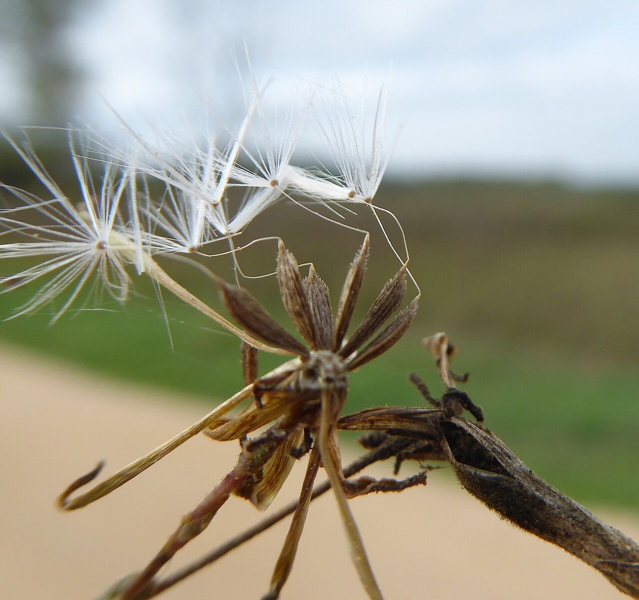 Lactuca saligna fruit