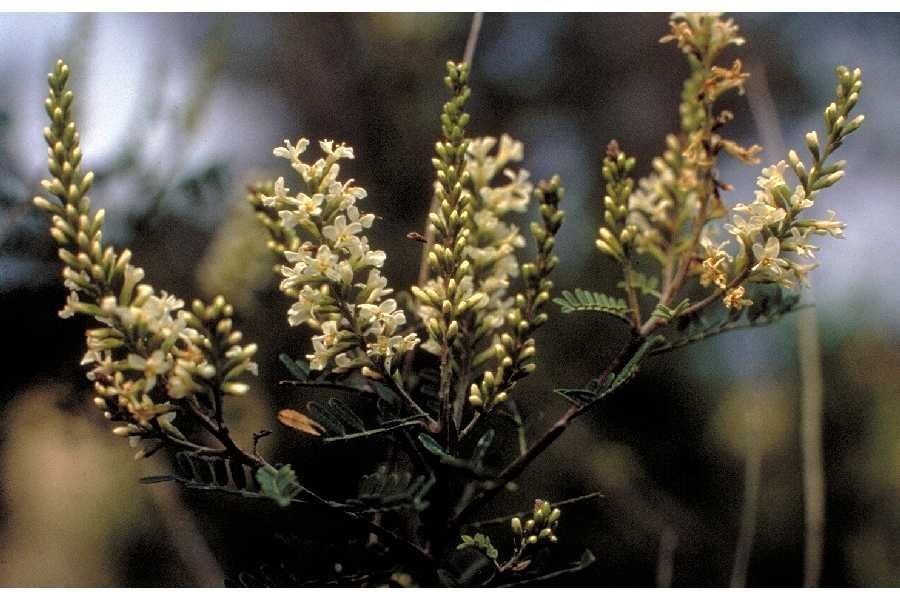 Eysenhardtia texana habit