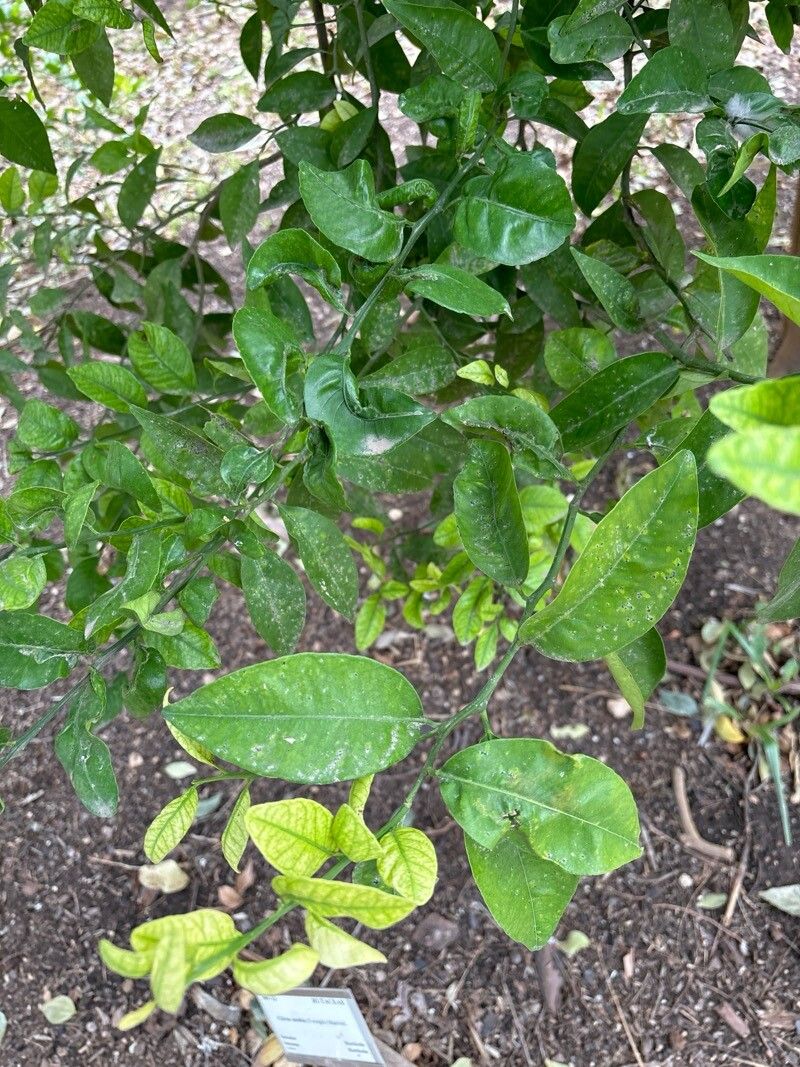 Citrus mangshanensis — search result for 'Citrus'