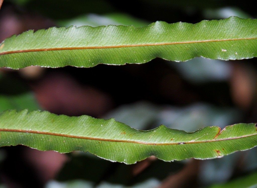 Pteris balansae leaf