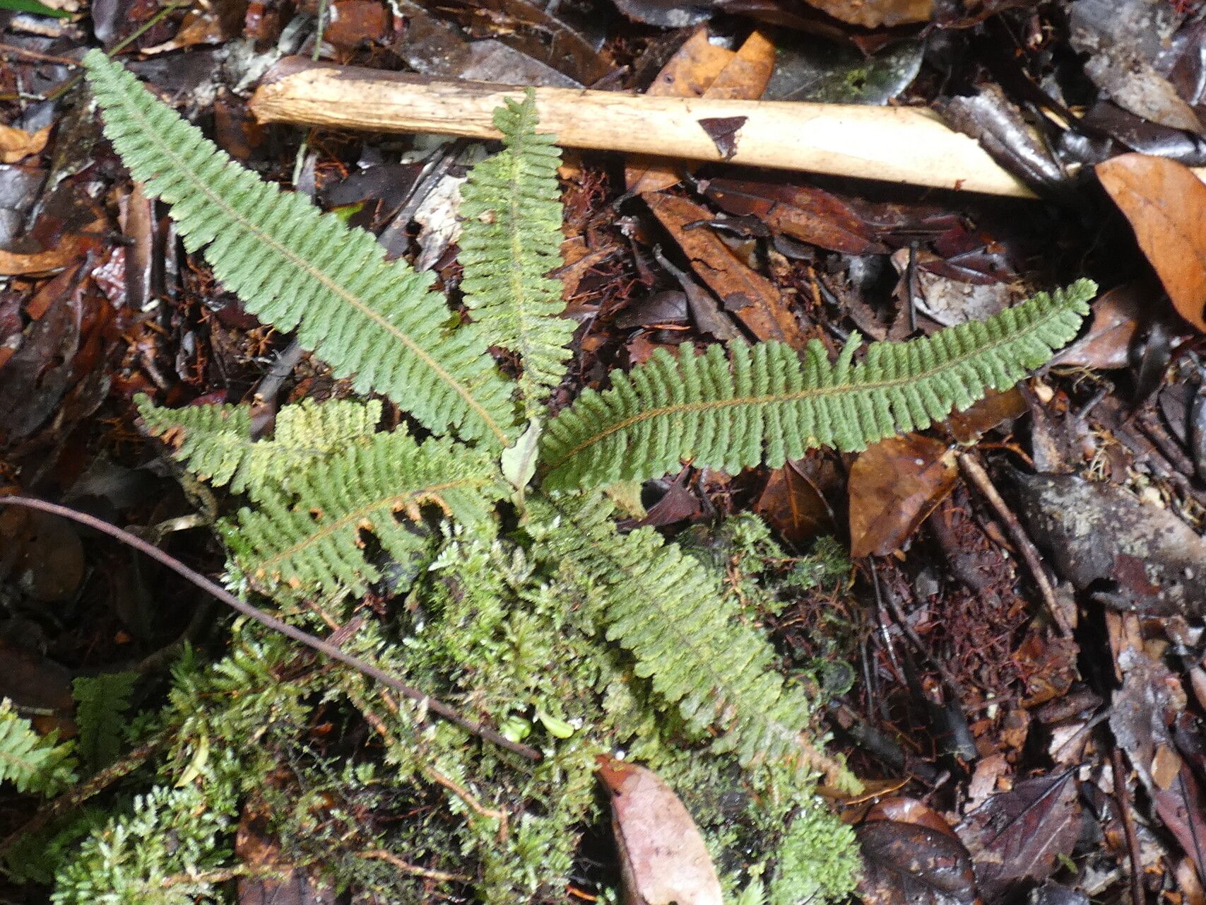 Trichomanes martiusii habit