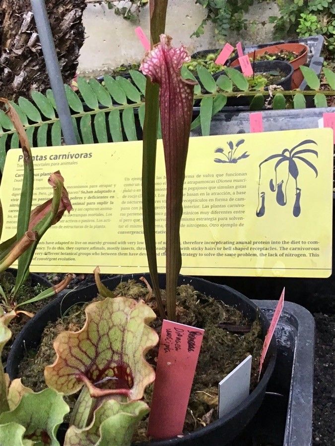 Sarracenia × readei — houseplant care guide