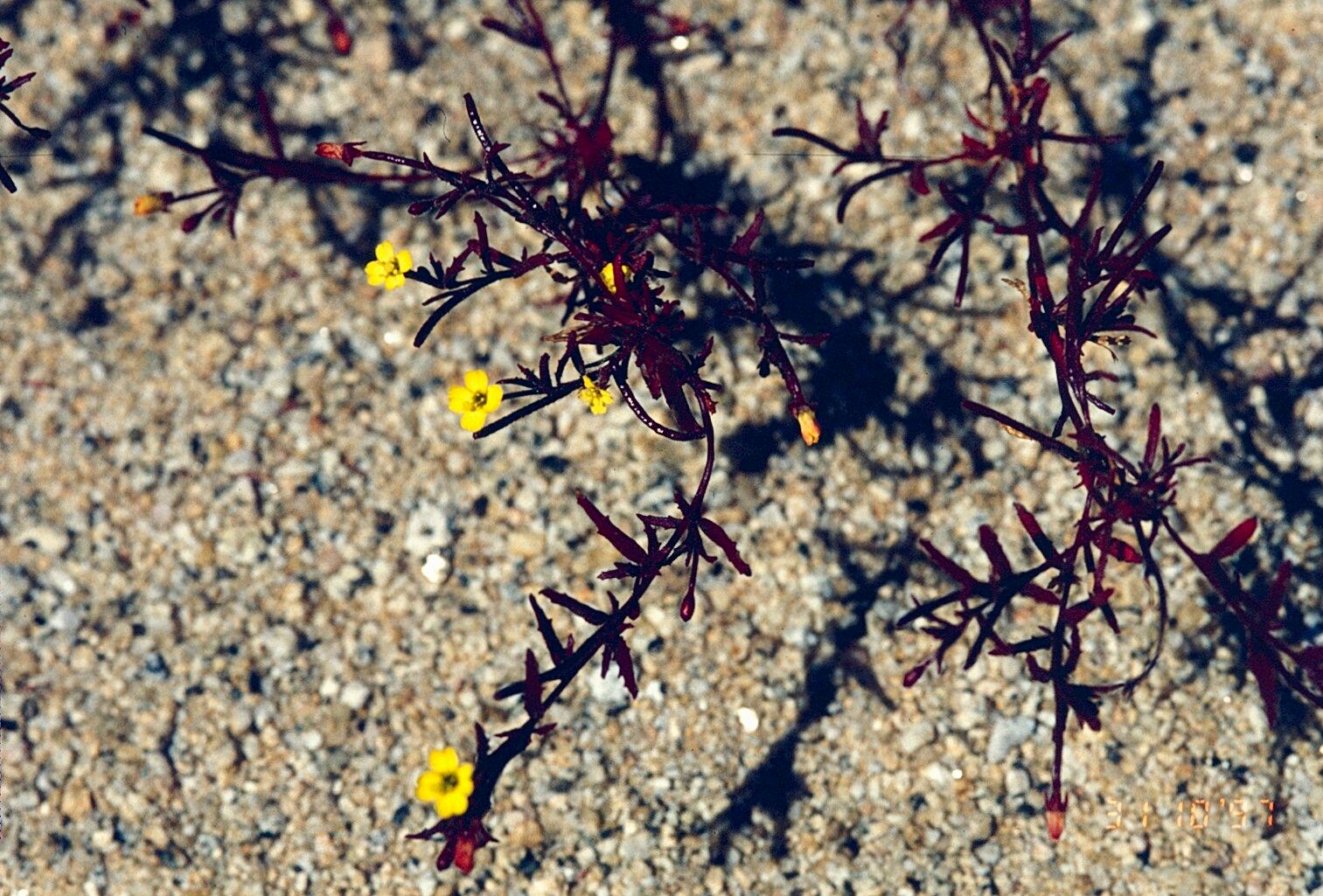 Camissonia dentata — related species from the same genus