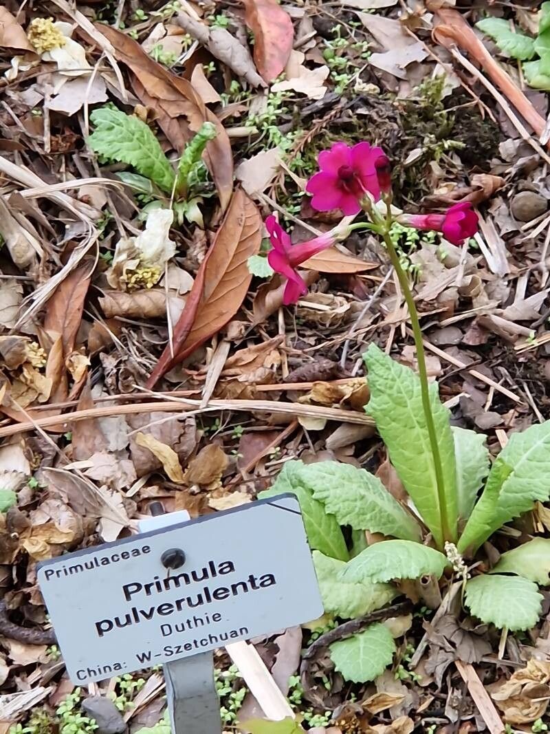 Primula pulverulenta other