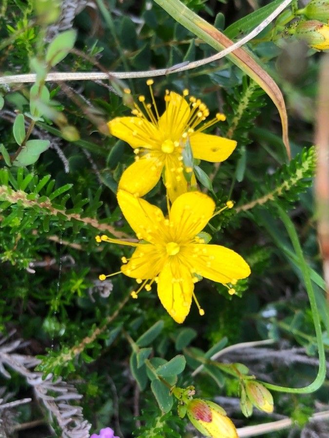 Hypericum humifusum flower