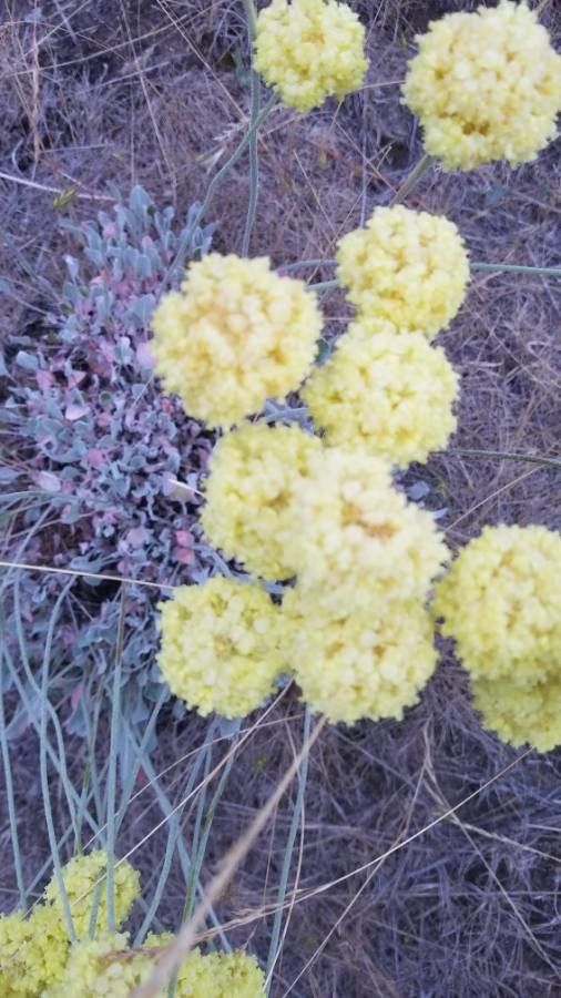 Eriogonum ovalifolium flower