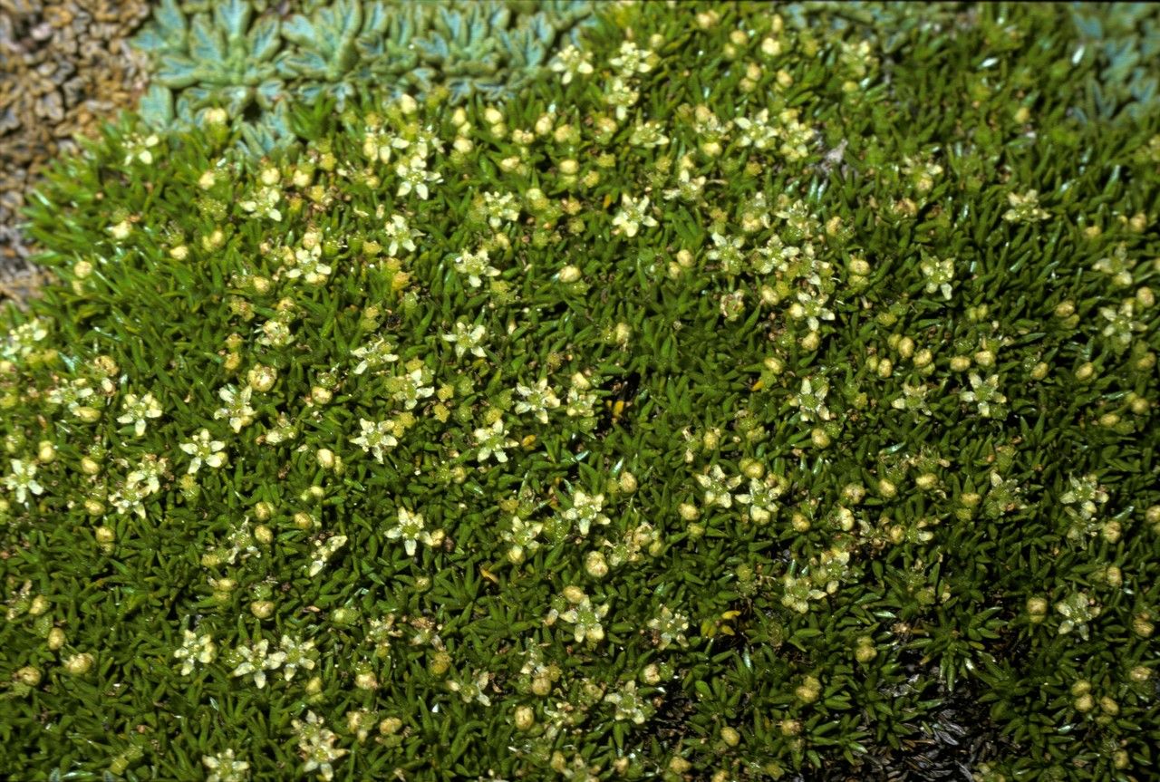 Donatia fascicularis flower