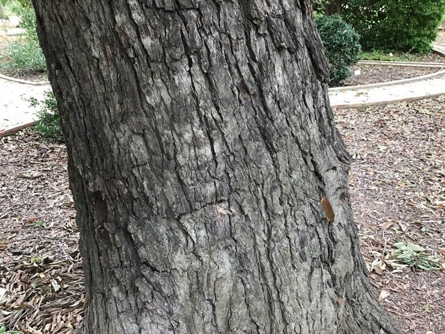 Quercus polymorpha bark