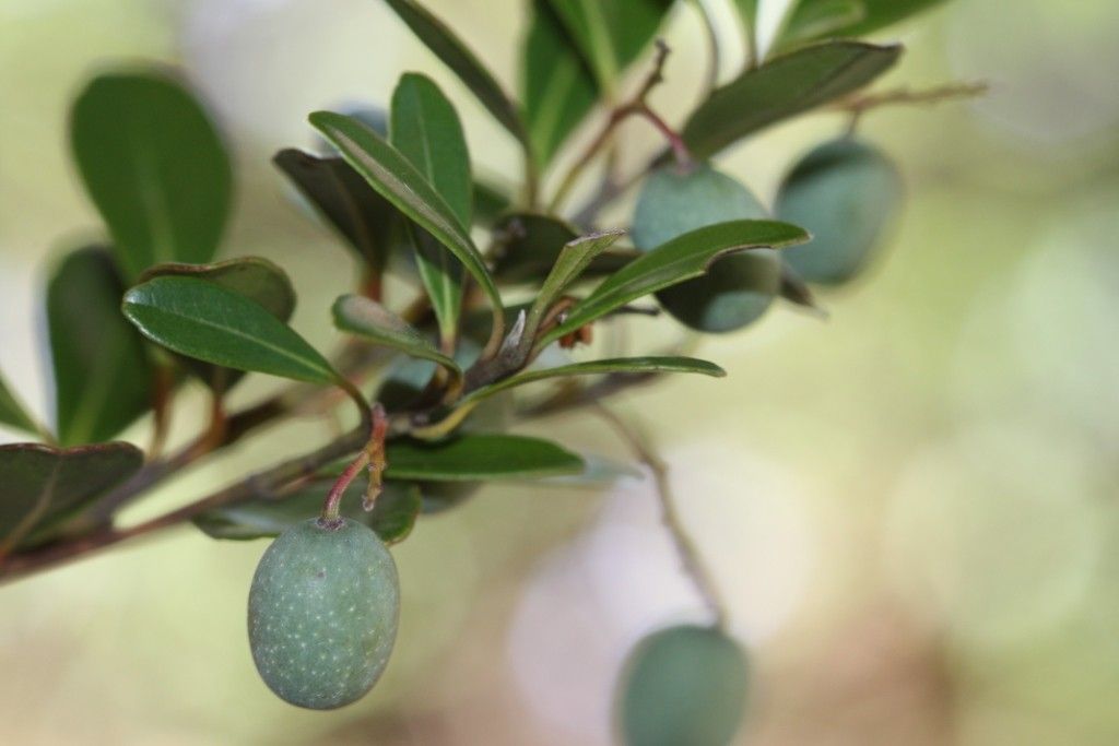 Elaeocarpus vaccinioides habit