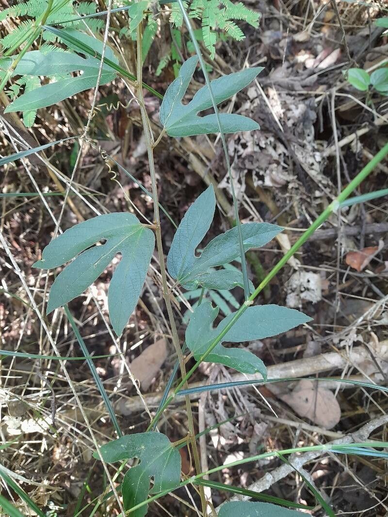 Passiflora speciosa — houseplant care guide