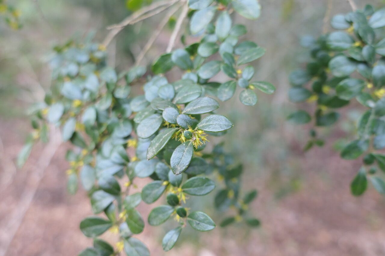 Azara microphylla flower