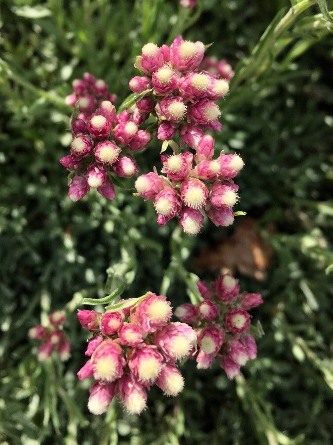 Antennaria rosea flower