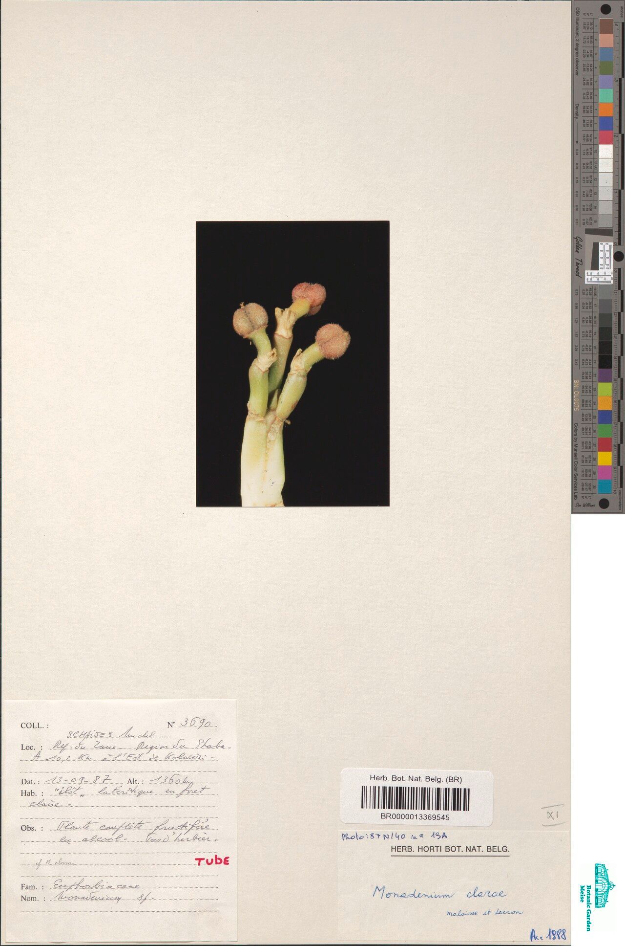 Euphorbia clarae — houseplant care guide