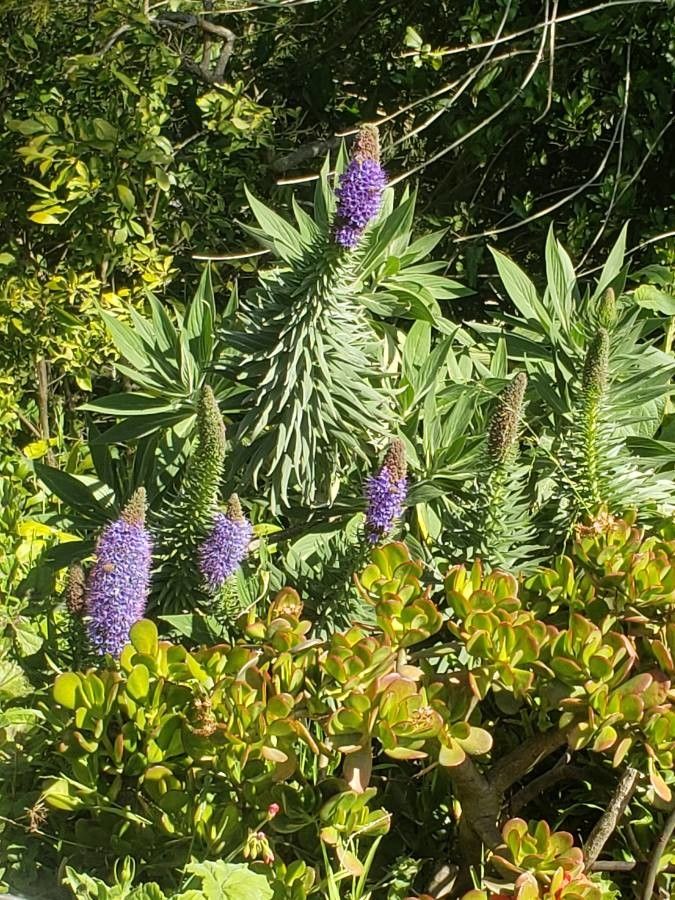 Echium spurium — houseplant care guide