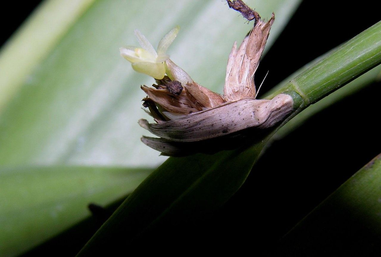 Scaphyglottis minutiflora fruit