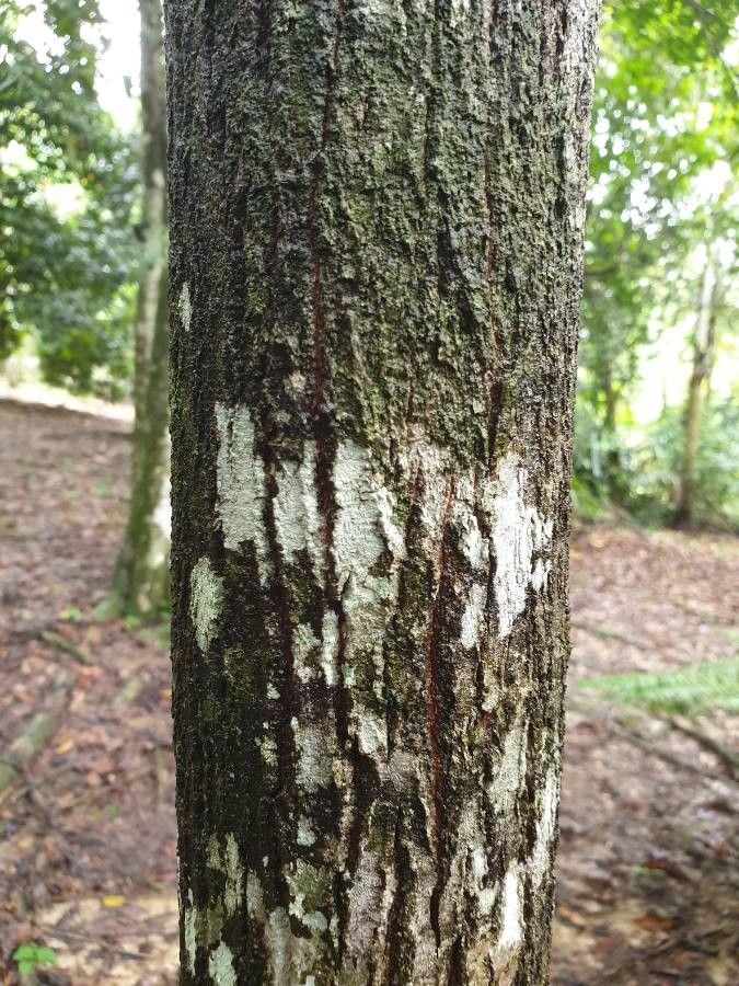 Shorea ovalis bark