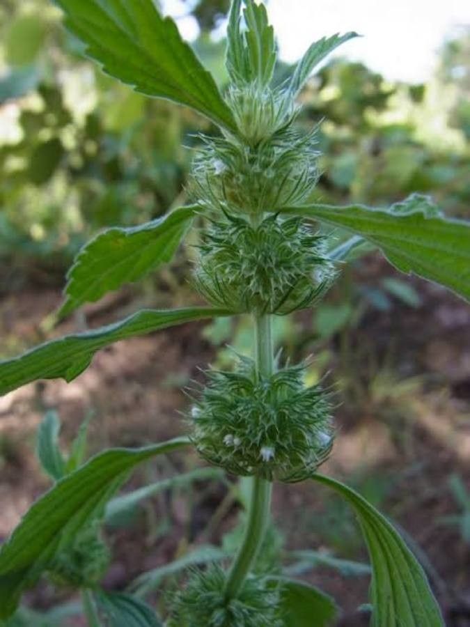 Leucas martinicensis — houseplant care guide