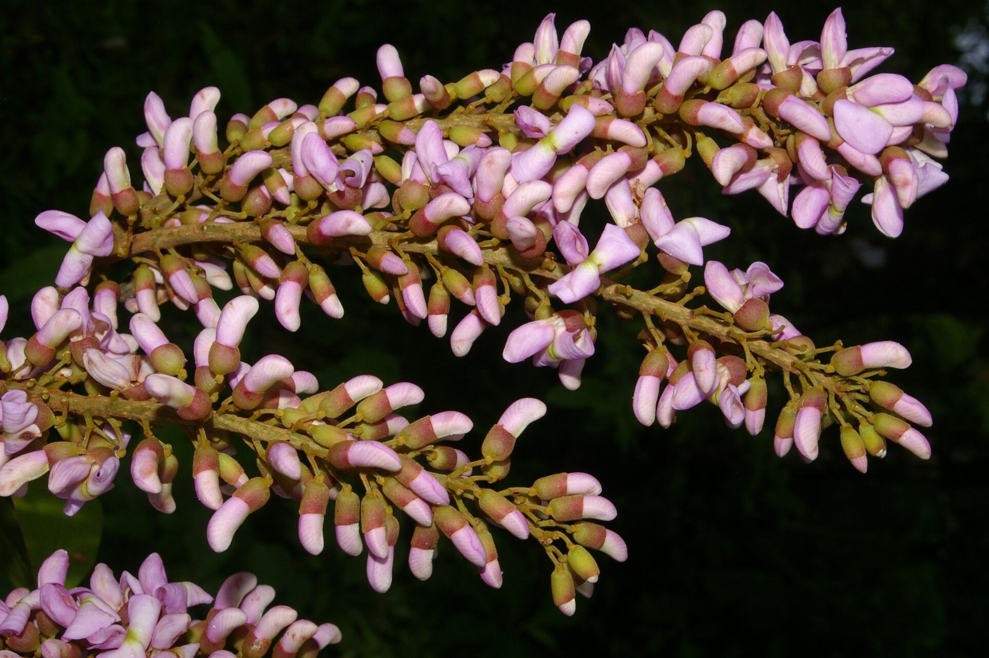 Lonchocarpus macrophyllus flower