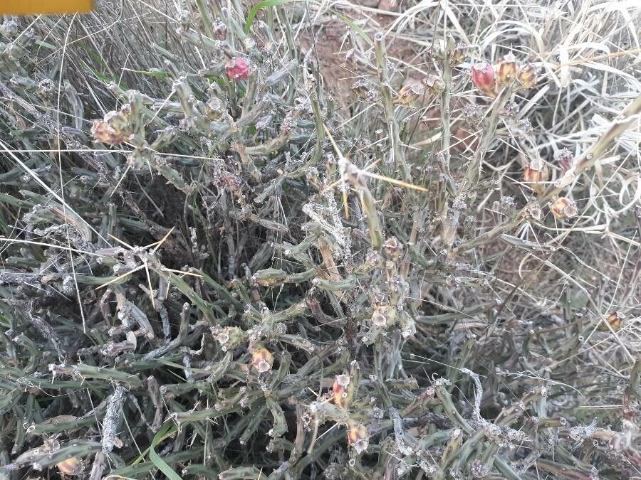 Euphorbia graciliramea leaf