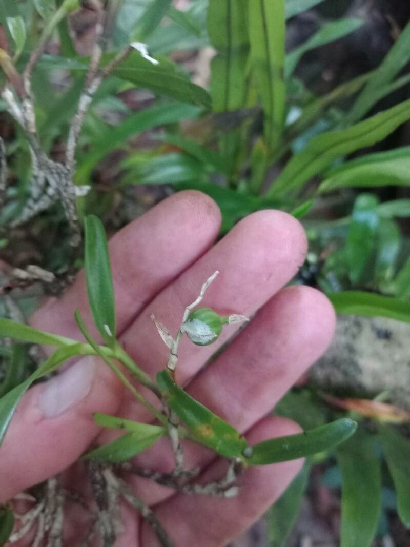 Epidendrum ramosum fruit