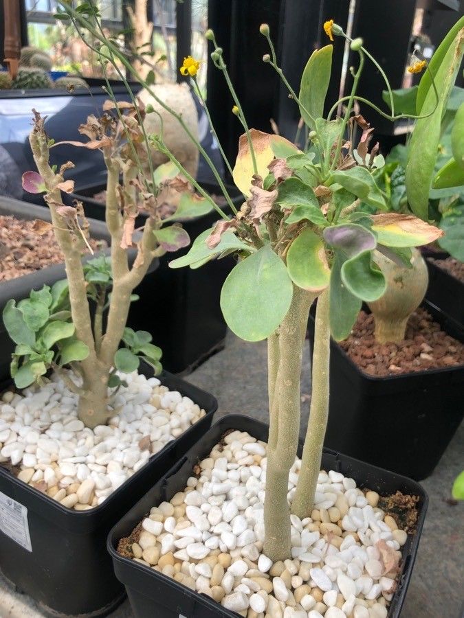 Othonna triplinervia — houseplant care guide